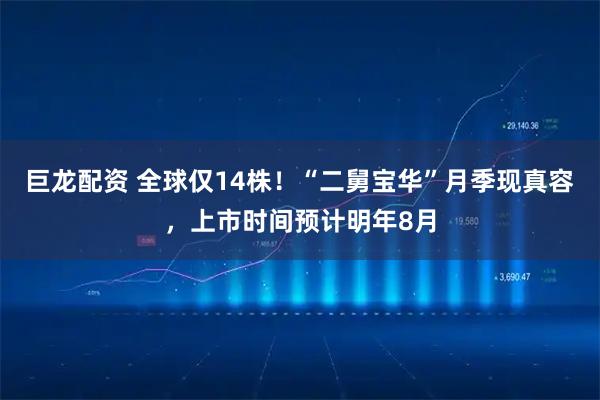 巨龙配资 全球仅14株！“二舅宝华”月季现真容，上市时间预计明年8月